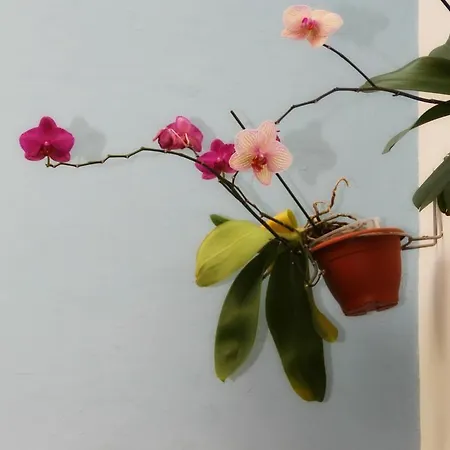 Apartman La Fuente *
